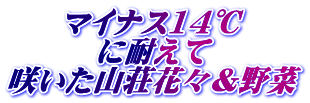 マイナス14℃ に耐えて 咲いた山荘花々&野菜