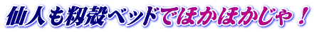 仙人も籾殻ベッドでほかほかじゃ！